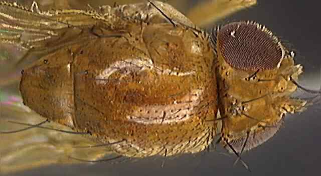Drosophila 1